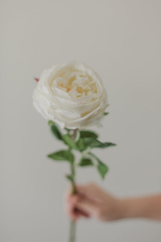 Soft Touch Rose