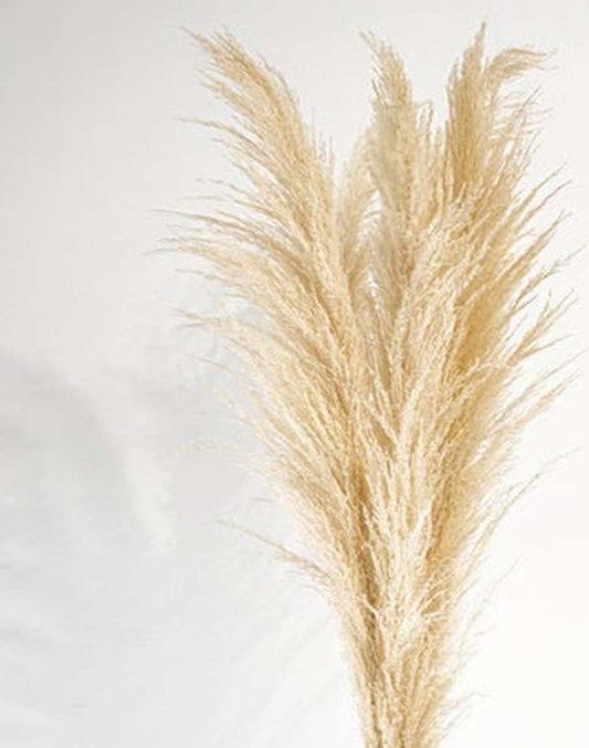 French Champagne Pampas