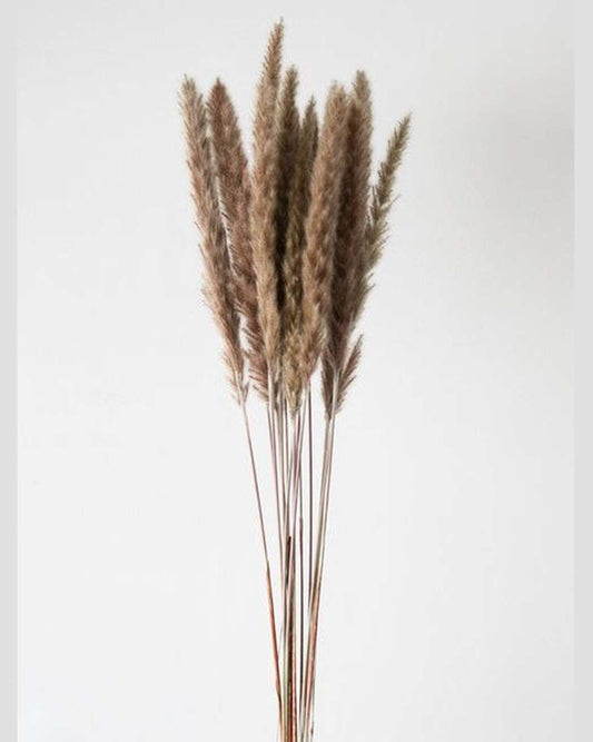 Brown Small Pampas